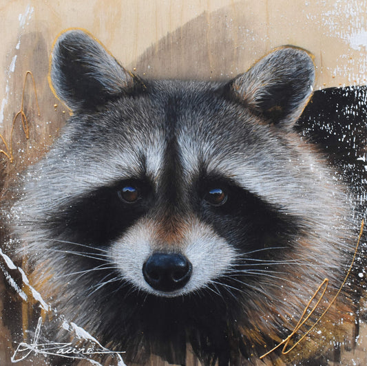 Charming raccoon